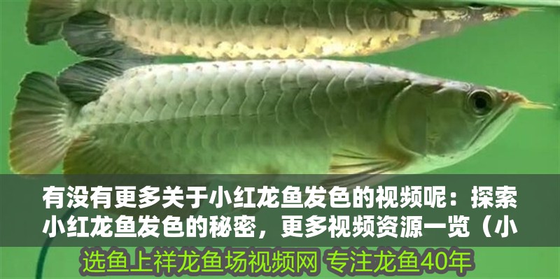 有沒(méi)有更多關(guān)于小紅龍魚(yú)發(fā)色的視頻呢：探索小紅龍魚(yú)發(fā)色的秘密，更多視頻資源一覽（小紅龍魚(yú)發(fā)色的秘密） 有沒(méi)有更多關(guān)于小紅龍魚(yú)發(fā)色的視頻呢：探索小紅龍魚(yú)發(fā)色的秘密，更多視頻資源一覽（小紅龍魚(yú)發(fā)色的秘密） 水族問(wèn)答