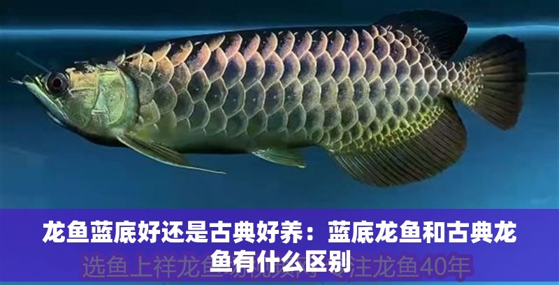 龍魚藍底好還是古典好養:藍底龍魚和古典龍魚有什么區別 龍魚百科 第2張 龍魚藍底好還是古典好養:藍底龍魚和古典龍魚有什么區別 龍魚藍底好還是古典好養:藍底龍魚和古典龍魚有什么區別 龍魚百科 第2張