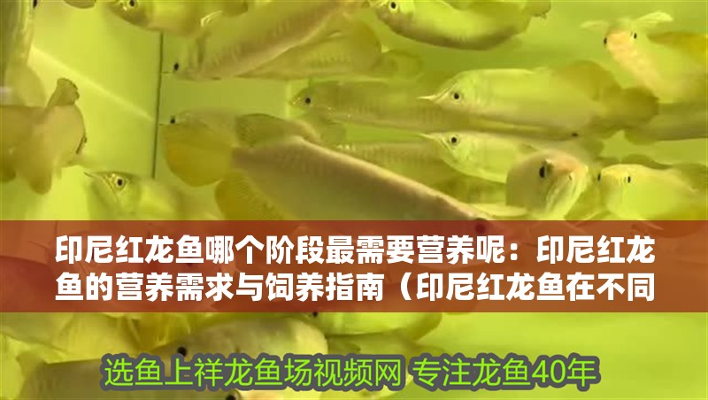 印尼紅龍魚哪個階段最需要營養呢：印尼紅龍魚的營養需求與飼養指南（印尼紅龍魚在不同生長階段所需的營養需求）