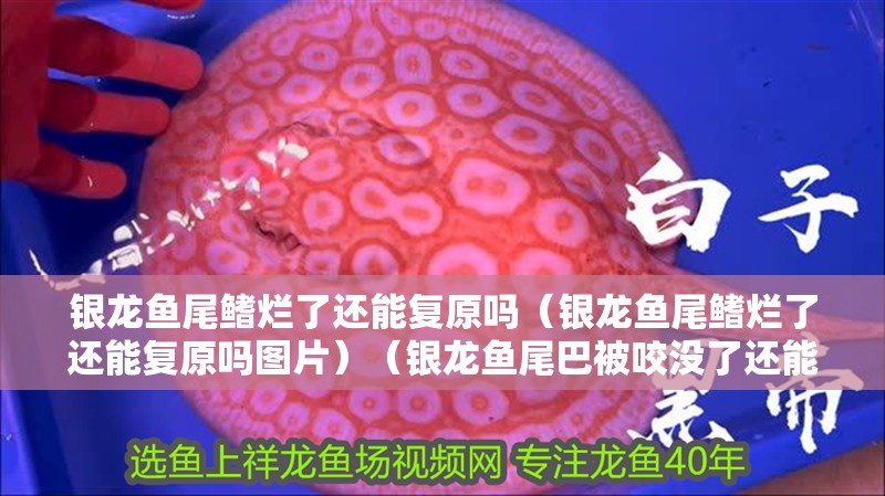銀龍魚尾鰭爛了還能復原嗎（銀龍魚尾鰭爛了還能復原嗎圖片）（銀龍魚尾巴被咬沒了還能長出來嗎） 銀龍魚尾鰭爛了還能復原嗎（銀龍魚尾鰭爛了還能復原嗎圖片）（銀龍魚尾巴被咬沒了還能長出來嗎） 觀賞魚百科