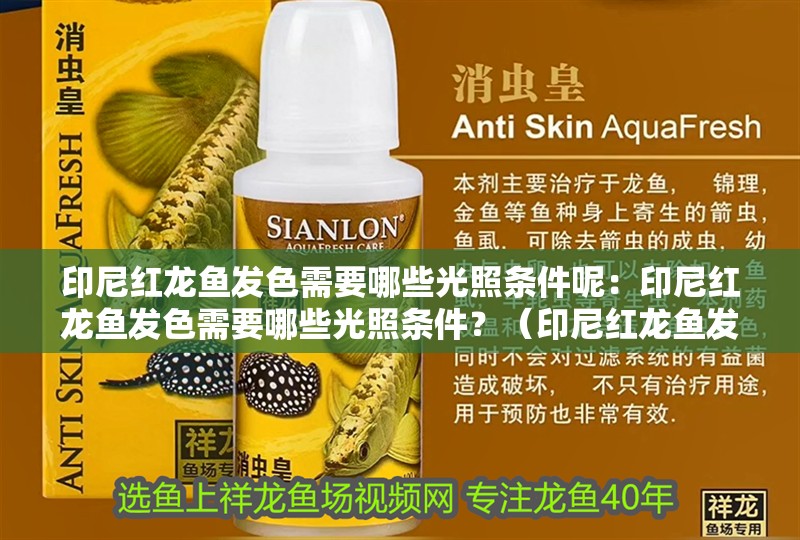 印尼紅龍魚發色需要哪些光照條件呢：印尼紅龍魚發色需要哪些光照條件？（印尼紅龍魚發色的關鍵因素）