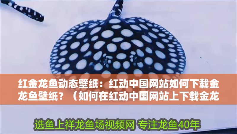 紅金龍魚動態壁紙：紅動中國網站如何下載金龍魚壁紙？（如何在紅動中國網站上下載金龍魚動態壁紙）