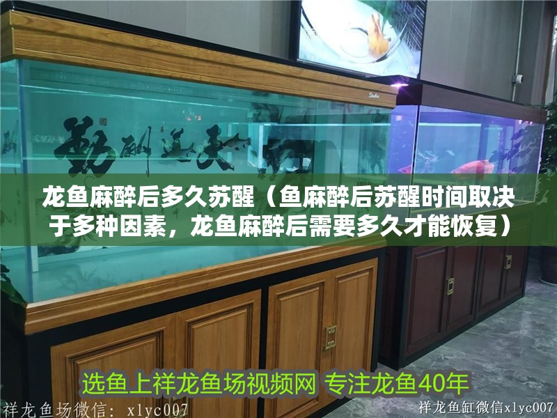 龍魚麻醉后多久蘇醒（魚麻醉后蘇醒時間取決于多種因素，龍魚麻醉后需要多久才能恢復）