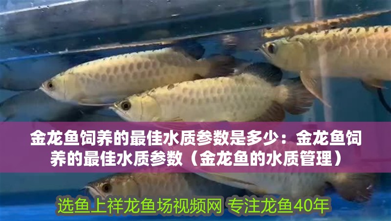 金龍魚飼養(yǎng)的最佳水質參數(shù)是多少：金龍魚飼養(yǎng)的最佳水質參數(shù)（金龍魚的水質管理）