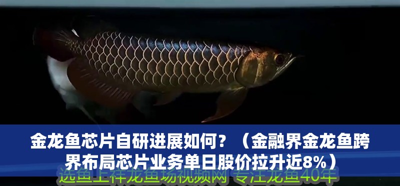 金龍魚芯片自研進(jìn)展如何？（金融界金龍魚跨界布局芯片業(yè)務(wù)單日股價(jià)拉升近8%）