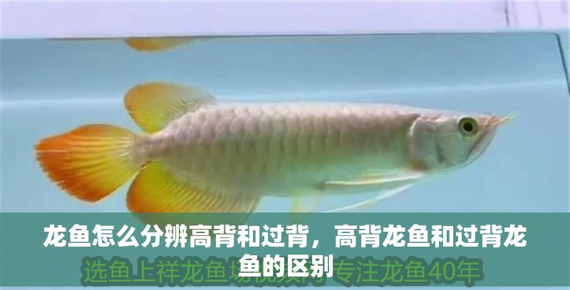 龍魚怎么分辨高背和過背，高背龍魚和過背龍魚的區別