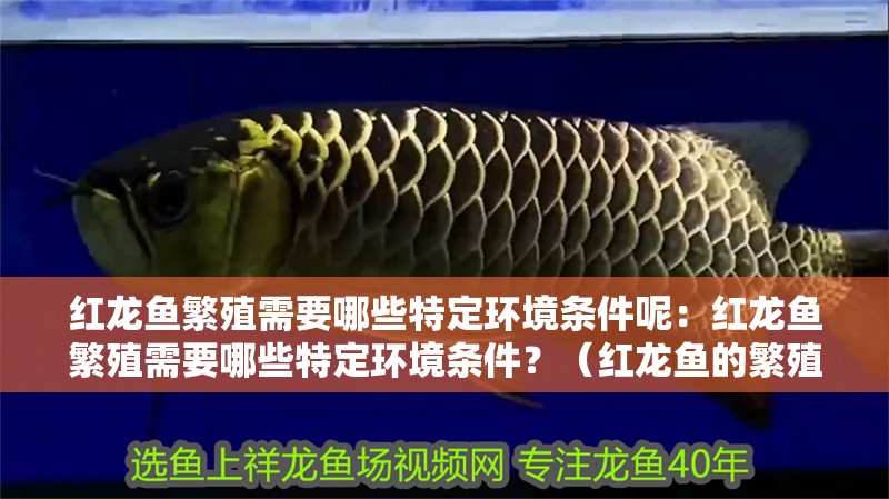 紅龍魚繁殖需要哪些特定環境條件呢：紅龍魚繁殖需要哪些特定環境條件？（紅龍魚的繁殖技術）