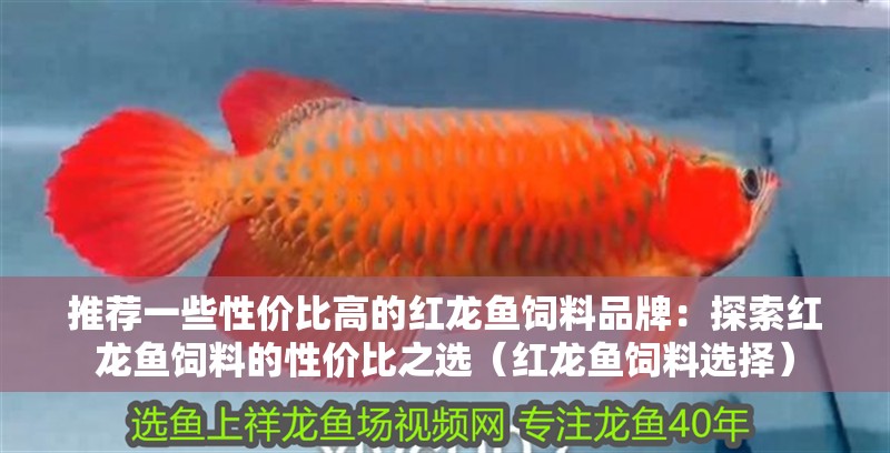 推薦一些性價(jià)比高的紅龍魚飼料品牌：探索紅龍魚飼料的性價(jià)比之選（紅龍魚飼料選擇）