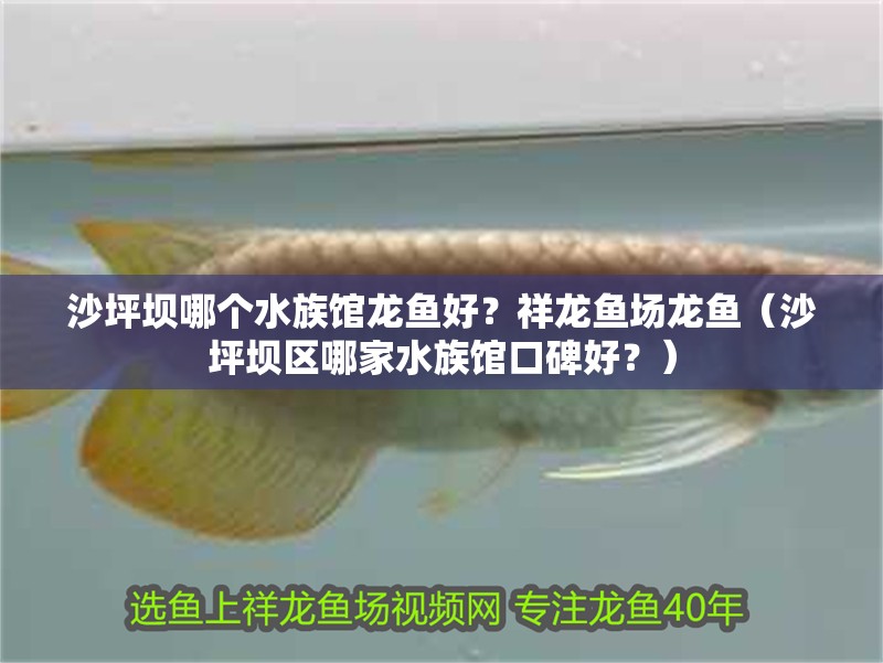 沙坪壩哪個水族館龍魚好？祥龍魚場龍魚（沙坪壩區(qū)哪家水族館口碑好？）