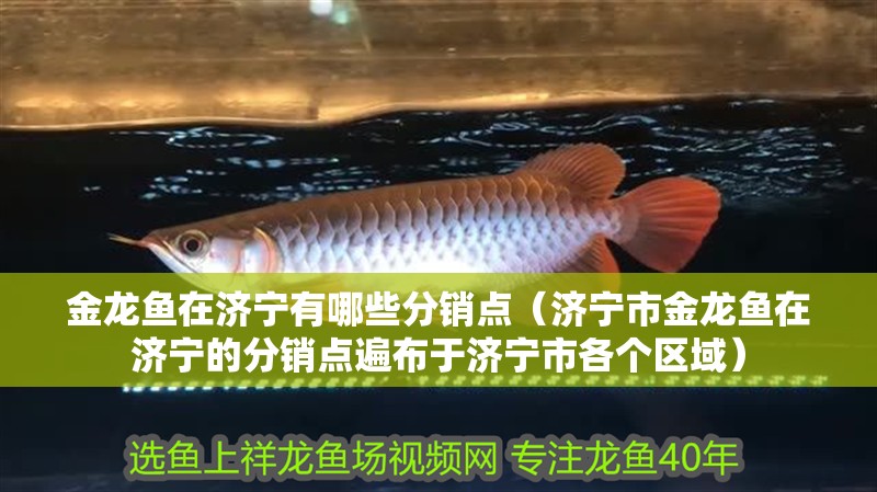 金龍魚在濟寧有哪些分銷點（濟寧市金龍魚在濟寧的分銷點遍布于濟寧市各個區(qū)域）