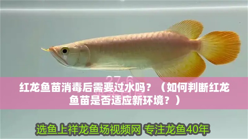 紅龍魚苗消毒后需要過水嗎？（如何判斷紅龍魚苗是否適應(yīng)新環(huán)境？）