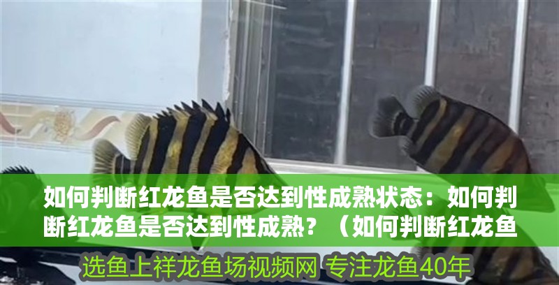 如何判斷紅龍魚是否達到性成熟狀態：如何判斷紅龍魚是否達到性成熟？（如何判斷紅龍魚是否已經達到性成熟）