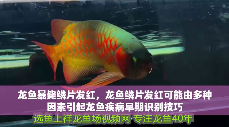 龍魚暴斃鱗片發(fā)紅，龍魚鱗片發(fā)紅可能由多種因素引起龍魚疾病早期識(shí)別技巧