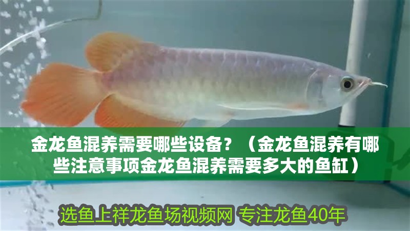 金龍魚混養需要哪些設備？（金龍魚混養有哪些注意事項金龍魚混養需要多大的魚缸）