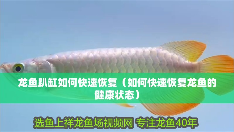 龍魚(yú)趴缸如何快速恢復(fù)（如何快速恢復(fù)龍魚(yú)的健康狀態(tài)）