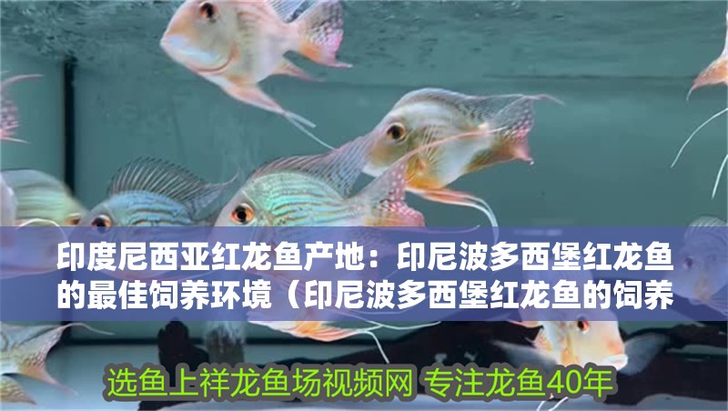印度尼西亞紅龍魚產地：印尼波多西堡紅龍魚的最佳飼養環境（印尼波多西堡紅龍魚的飼養） 印度尼西亞紅龍魚產地：印尼波多西堡紅龍魚的最佳飼養環境（印尼波多西堡紅龍魚的飼養） 水族問答