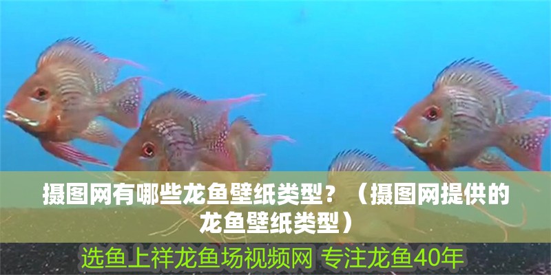 攝圖網(wǎng)有哪些龍魚壁紙類型？（攝圖網(wǎng)提供的龍魚壁紙類型） 攝圖網(wǎng)有哪些龍魚壁紙類型？（攝圖網(wǎng)提供的龍魚壁紙類型） 龍魚百科