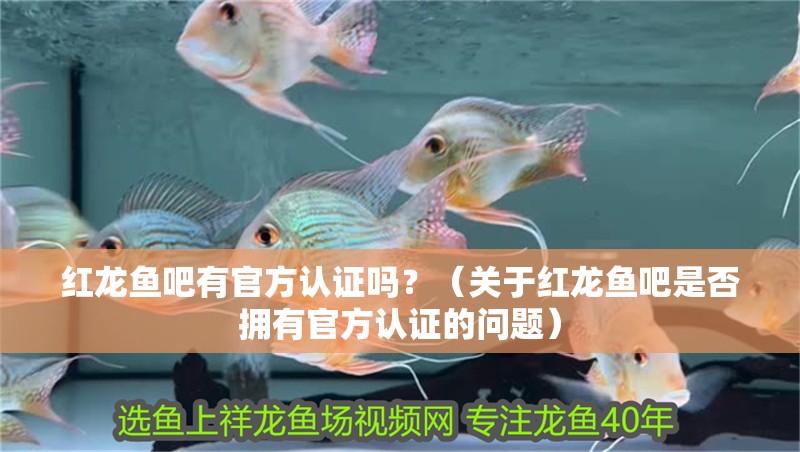 紅龍魚吧有官方認證嗎？（關于紅龍魚吧是否擁有官方認證的問題） 紅龍魚吧有官方認證嗎？（關于紅龍魚吧是否擁有官方認證的問題） 龍魚百科