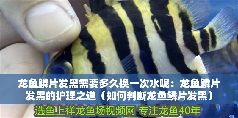 龍魚鱗片發黑需要多久換一次水呢：龍魚鱗片發黑的護理之道（如何判斷龍魚鱗片發黑）