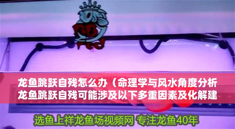 龍魚跳躍自殘怎么辦（命理學與風水角度分析龍魚跳躍自殘可能涉及以下多重因素及化解建議）