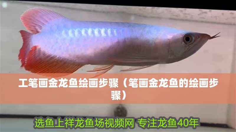 工筆畫金龍魚繪畫步驟（筆畫金龍魚的繪畫步驟）