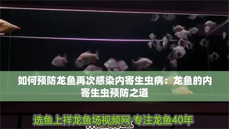 如何預防龍魚再次感染內寄生蟲病：龍魚的內寄生蟲預防之道