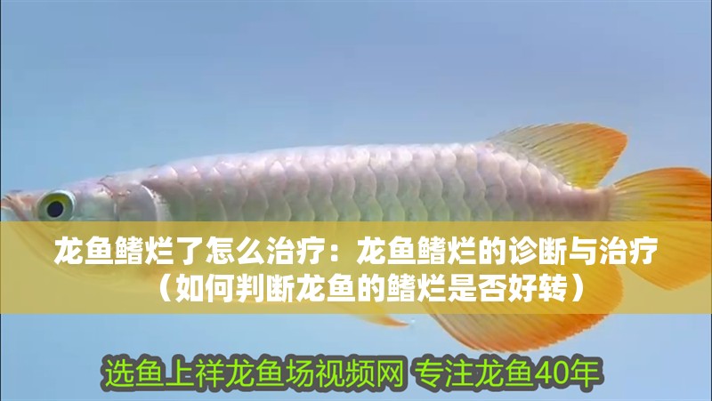 龍魚鰭爛了怎么治療：龍魚鰭爛的診斷與治療（如何判斷龍魚的鰭爛是否好轉）