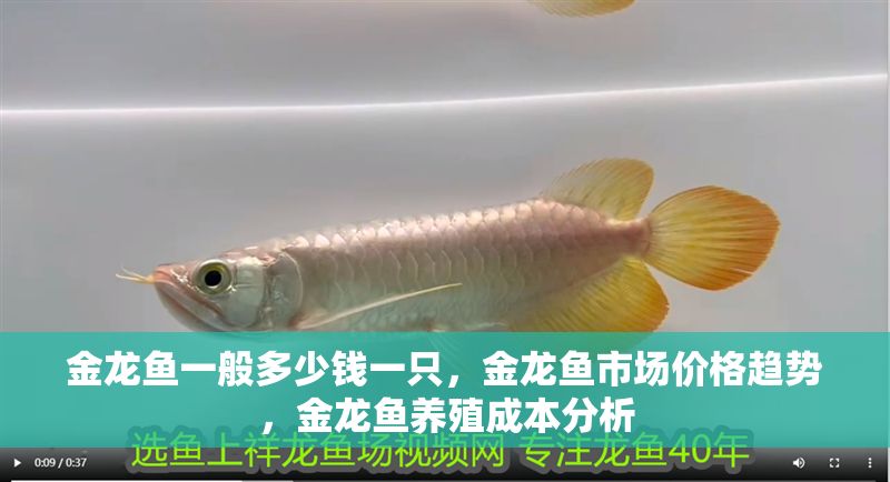 金龍魚一般多少錢一只，金龍魚市場價格趨勢，金龍魚養殖成本分析