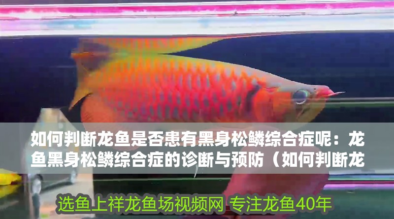 如何判斷龍魚是否患有黑身松鱗綜合癥呢：龍魚黑身松鱗綜合癥的診斷與預(yù)防（如何判斷龍魚是否患有黑身松鱗綜合癥）