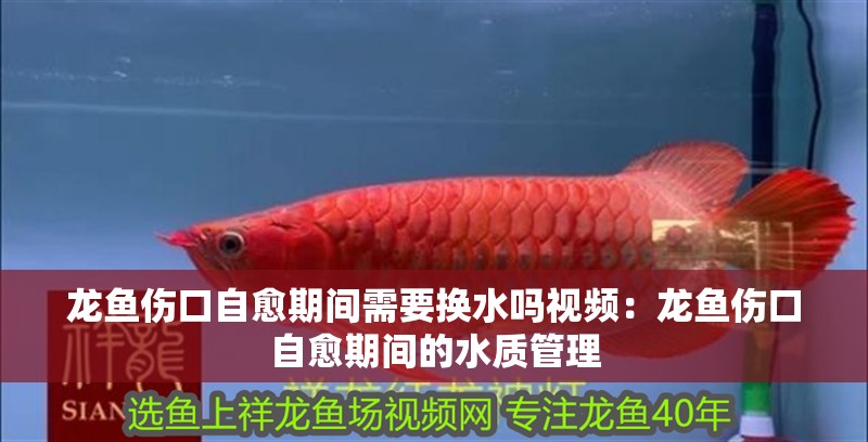 龍魚傷口自愈期間需要換水嗎視頻：龍魚傷口自愈期間的水質管理