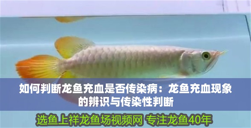 如何判斷龍魚(yú)充血是否傳染病：龍魚(yú)充血現(xiàn)象的辨識(shí)與傳染性判斷 如何判斷龍魚(yú)充血是否傳染病：龍魚(yú)充血現(xiàn)象的辨識(shí)與傳染性判斷 水族問(wèn)答