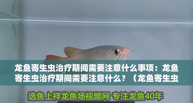 龍魚寄生蟲治療期間需要注意什么事項：龍魚寄生蟲治療期間需要注意什么？（龍魚寄生蟲治療期間的注意事項）