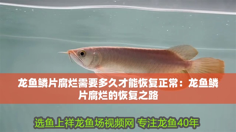 我的虎魚真菌感染了要怎么處理 龍魚鱗片腐爛需要多久才能恢復正常:龍魚鱗片腐爛的恢復之路 水族問答 龍魚鱗片腐爛需要多久才能恢復正常:龍魚鱗片腐爛的恢復之路 龍魚鱗片腐爛需要多久才能恢復正常:龍魚鱗片腐爛的恢復之路 水族問答