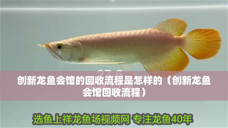 創(chuàng)新龍魚會館的回收流程是怎樣的（創(chuàng)新龍魚會館回收流程）
