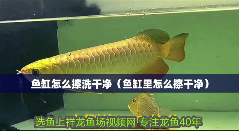 魚缸怎么擦洗干凈（魚缸里怎么擦干凈）
