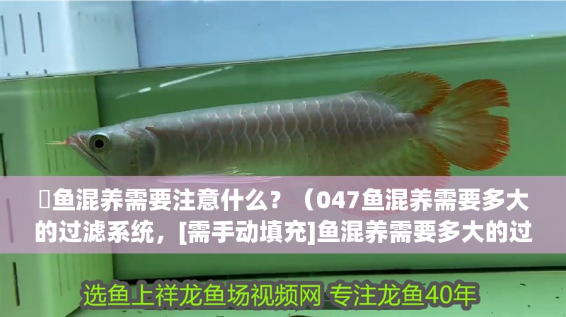 魟魚混養需要注意什么？（047魚混養需要多大的過濾系統，[需手動填充]魚混養需要多大的過濾系統）