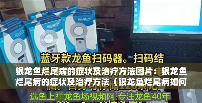 銀龍魚爛尾病的癥狀及治療方法圖片：銀龍魚爛尾病的癥狀及治療方法（銀龍魚爛尾病如何治療） 銀龍魚爛尾病的癥狀及治療方法圖片：銀龍魚爛尾病的癥狀及治療方法（銀龍魚爛尾病如何治療） 水族問答