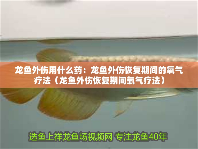 龍魚外傷用什么藥：龍魚外傷恢復期間的氧氣療法（龍魚外傷恢復期間氧氣療法）