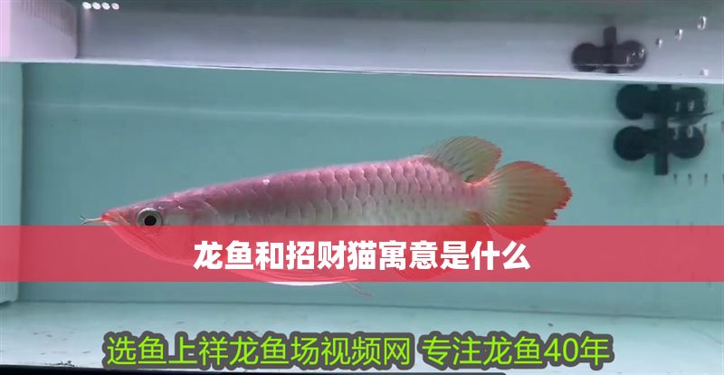 龍魚和招財貓寓意是什么