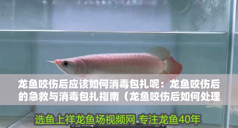 龍魚咬傷后應該如何消毒包扎呢：龍魚咬傷后的急救與消毒包扎指南（龍魚咬傷后如何處理）