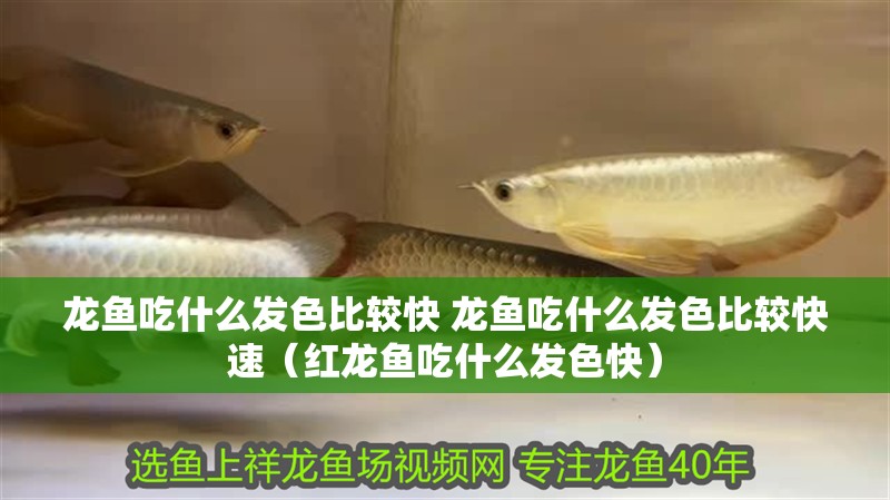 龍魚吃什么發色比較快 龍魚吃什么發色比較快速（紅龍魚吃什么發色快） 龍魚吃什么發色比較快 龍魚吃什么發色比較快速（紅龍魚吃什么發色快） 觀賞魚百科