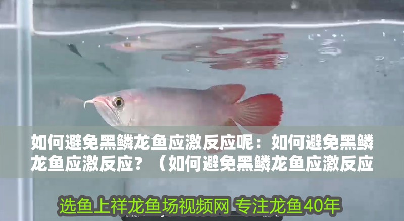 如何避免黑鱗龍魚(yú)應(yīng)激反應(yīng)呢：如何避免黑鱗龍魚(yú)應(yīng)激反應(yīng)？（如何避免黑鱗龍魚(yú)應(yīng)激反應(yīng)） 如何避免黑鱗龍魚(yú)應(yīng)激反應(yīng)呢：如何避免黑鱗龍魚(yú)應(yīng)激反應(yīng)？（如何避免黑鱗龍魚(yú)應(yīng)激反應(yīng)） 水族問(wèn)答