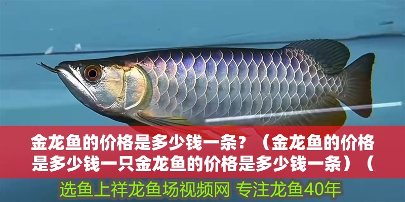 金龍魚的價格是多少錢一條？（金龍魚的價格是多少錢一只金龍魚的價格是多少錢一條）（金龍魚價格在2000元左右的金龍魚價格在2000元左右）