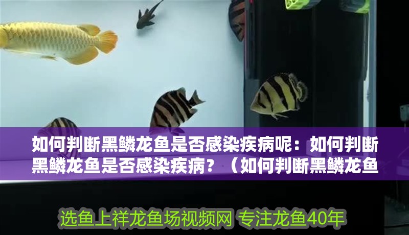 如何判斷黑鱗龍魚是否感染疾病呢：如何判斷黑鱗龍魚是否感染疾病？（如何判斷黑鱗龍魚是否感染了疾病）