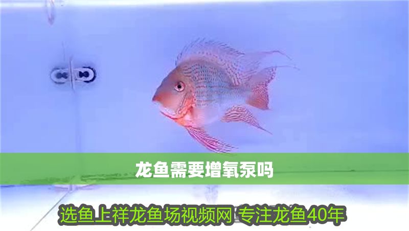 龍魚需要增氧泵嗎