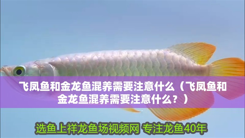 飛鳳魚和金龍魚混養需要注意什么（飛鳳魚和金龍魚混養需要注意什么？）