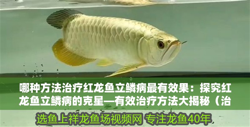 哪種方法治療紅龍魚立鱗病最有效果：探究紅龍魚立鱗病的克星—有效治療方法大揭秘（治療紅龍魚立鱗病的方法）