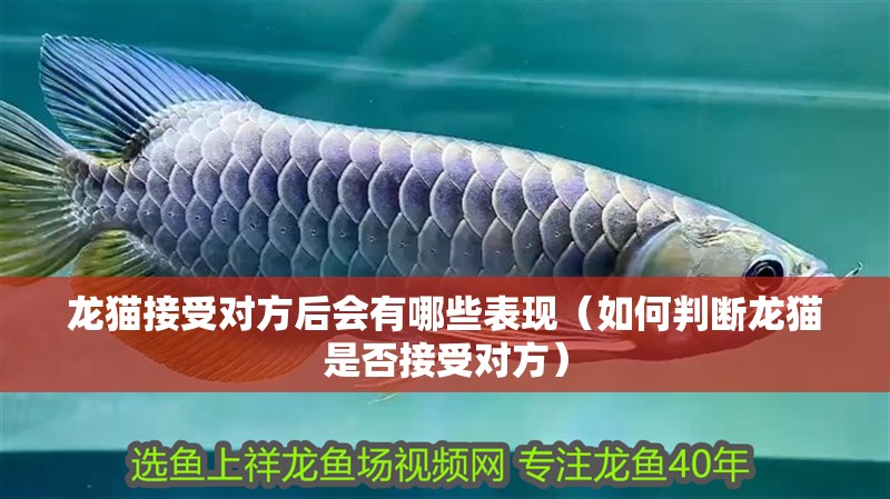 龍貓接受對方后會有哪些表現（如何判斷龍貓是否接受對方）