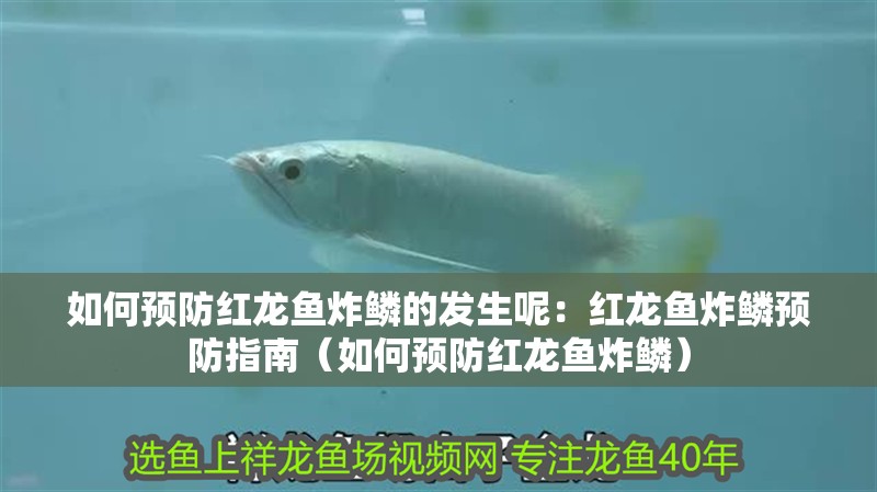 如何預防紅龍魚炸鱗的發(fā)生呢：紅龍魚炸鱗預防指南（如何預防紅龍魚炸鱗）