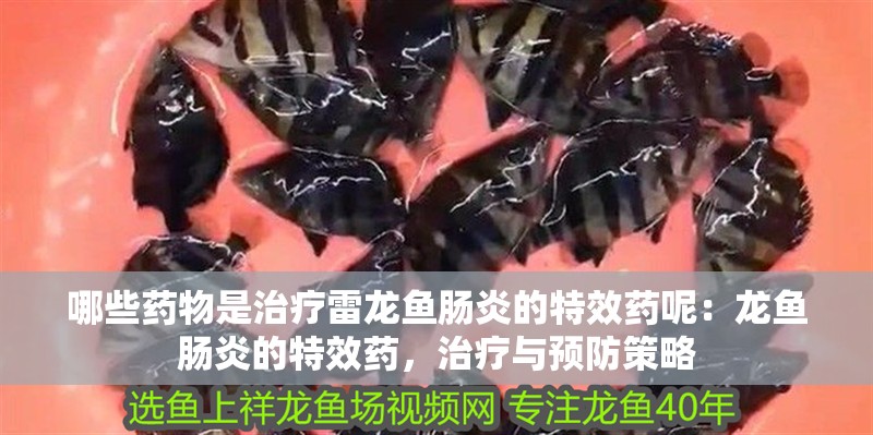 哪些藥物是治療雷龍魚腸炎的特效藥呢：龍魚腸炎的特效藥，治療與預防策略